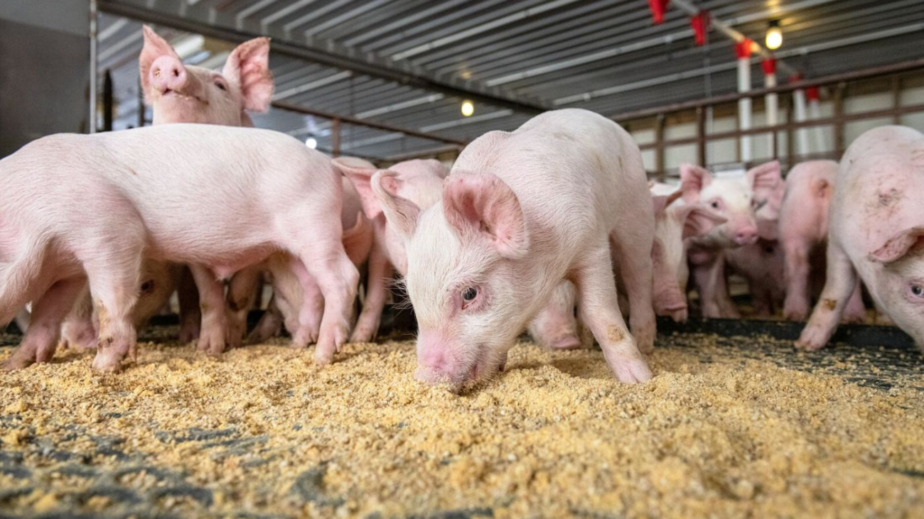 Modern biosecurity in the swine industry