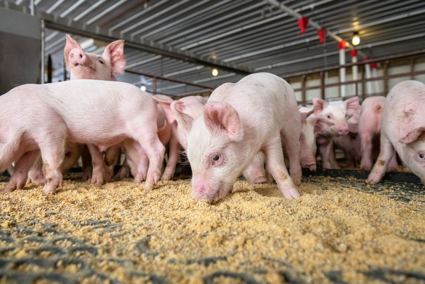 Modern biosecurity in the swine industry