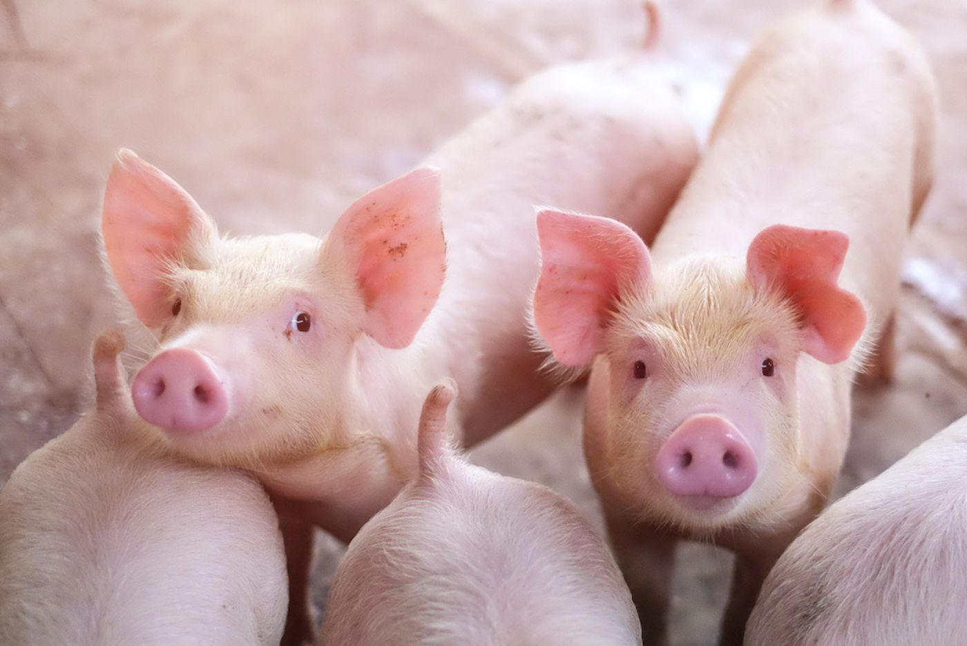 Prop 12: How will it affect the swine industry?