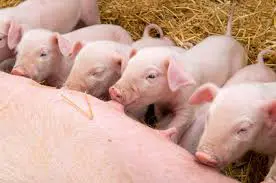 feeding-piglets