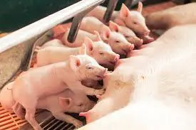sow-feeding-piglets-2