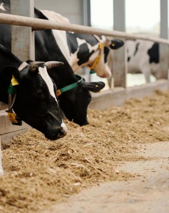 Improving Animal Health