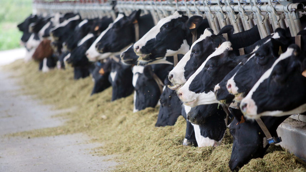 Dietary Phosphorus Implications