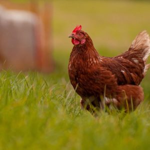 Is your Biosecurity ready for Avian Influenza?