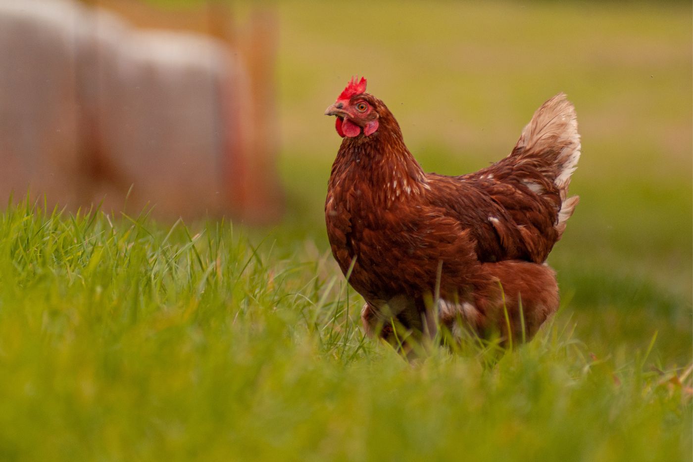 Is your Biosecurity ready for Avian Influenza?