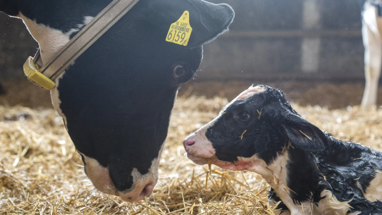 cow licking wet calf