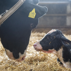 cow licking wet calf