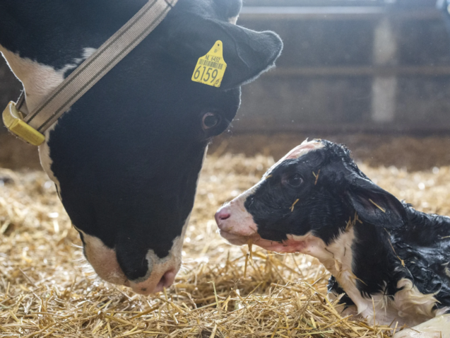 cow licking wet calf