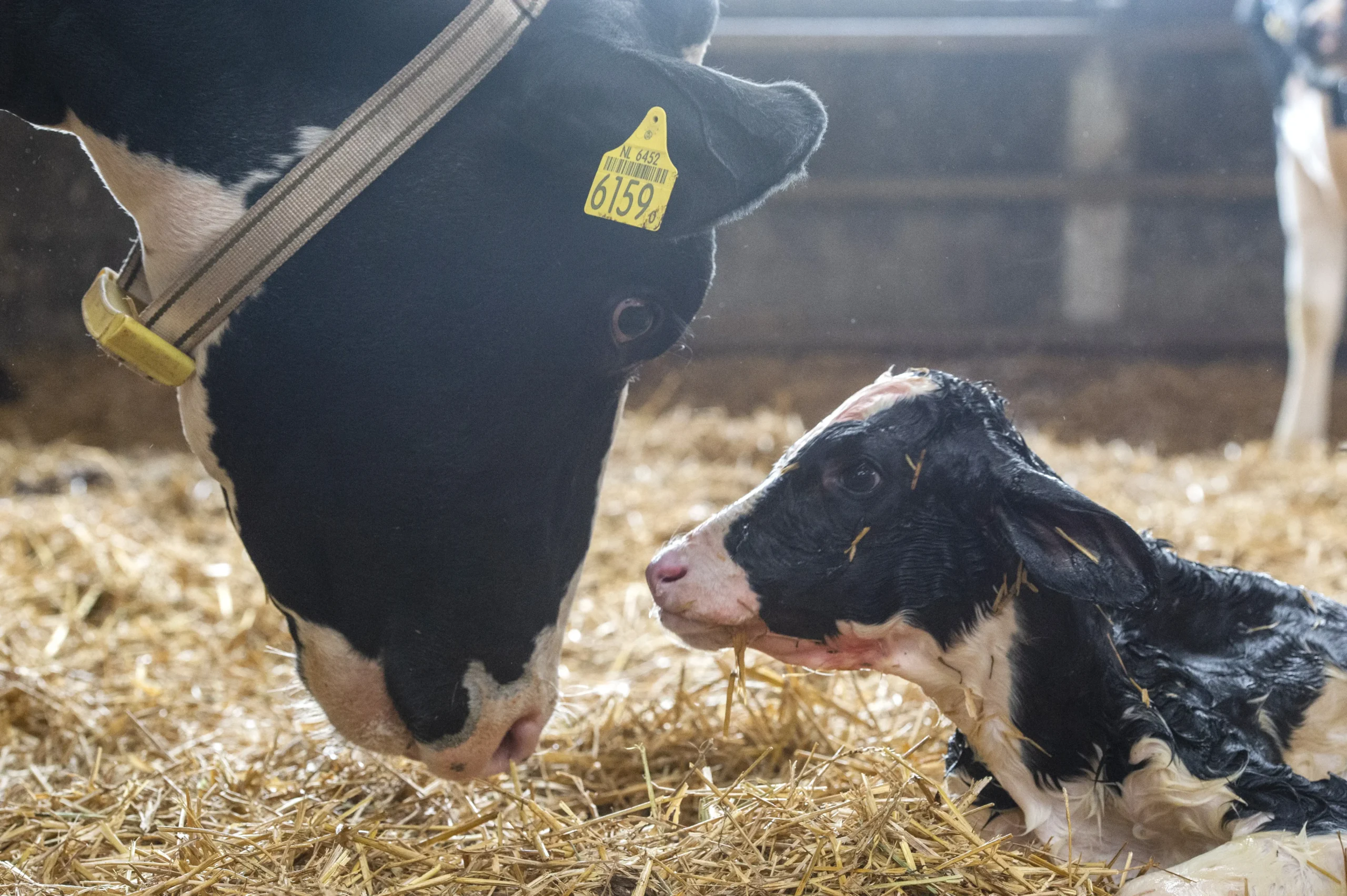 cow licking wet calf