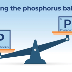 scale with Phosphorus element from periodic table on each side