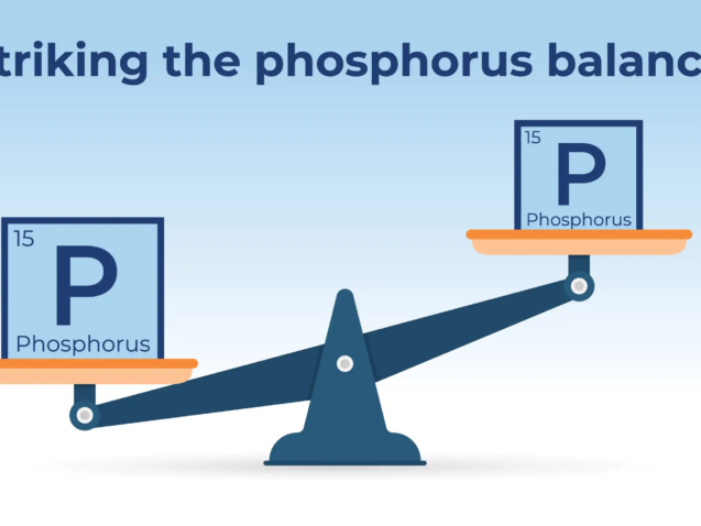 scale with Phosphorus element from periodic table on each side