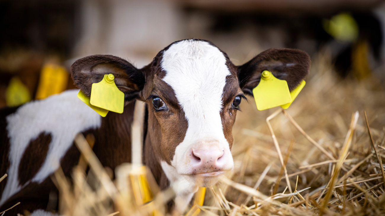 Calf lying in bedding in dairy barn