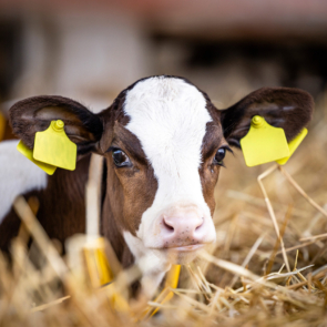 Calf lying in bedding in dairy barn