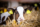 Calf lying in bedding in dairy barn