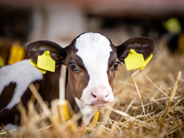 Calf lying in bedding in dairy barn