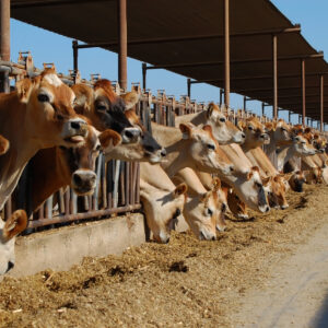 jersey cows eating at bunk