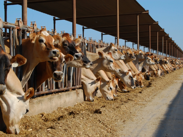 jersey cows eating at bunk