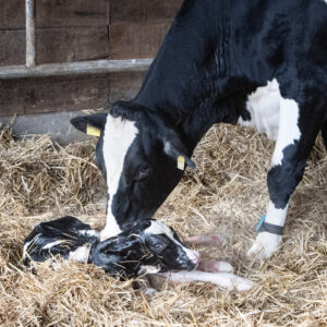 Dairy cow licking newborn calf