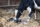 Dairy cow licking newborn calf