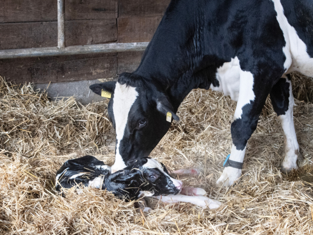 Dairy cow licking newborn calf