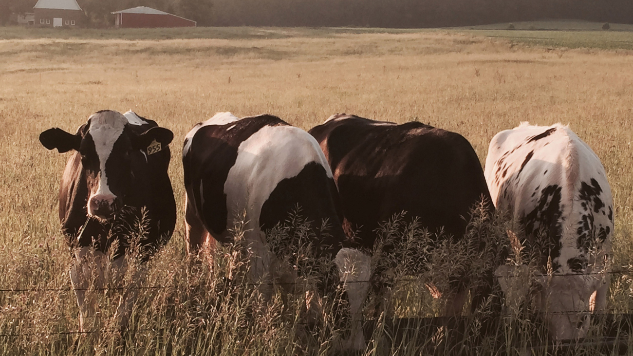 Transition-Cows-HeatStress-LandingPage-image_2547x1698