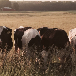 Transition-Cows-HeatStress-LandingPage-image_2547x1698