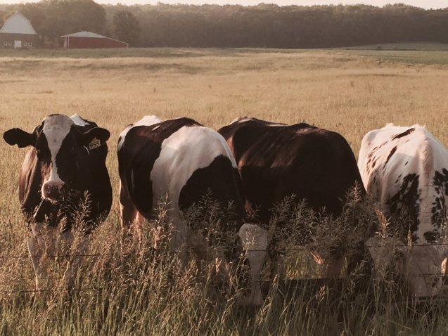 Transition-Cows-HeatStress-LandingPage-image_2547x1698